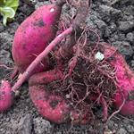 image of sweet potatoes