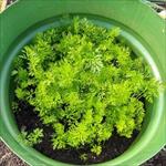 image of carrots in a tub 01