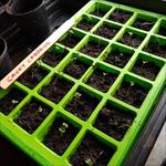 image of sprouting plants 01