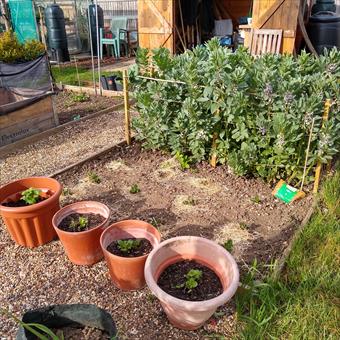 image of an allotment 01