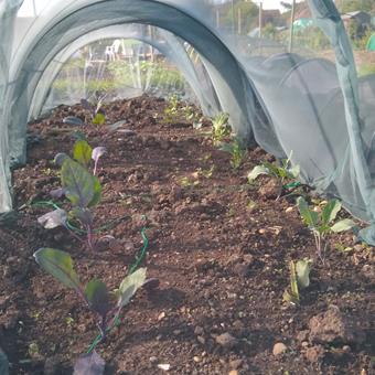 image of plant tunnel 01