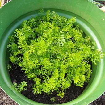 image of carrots in a tub 01