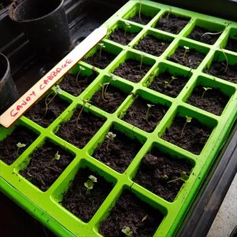 image of sprouting plants 01